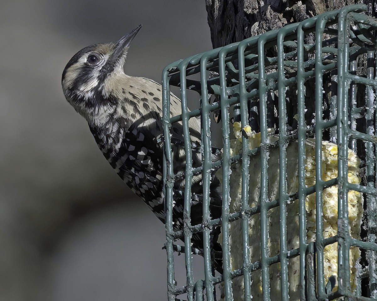 Ladder-backed Woodpecker - ML650716965