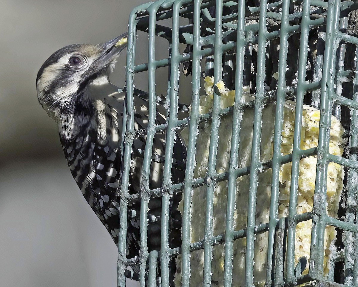 Ladder-backed Woodpecker - ML650716967