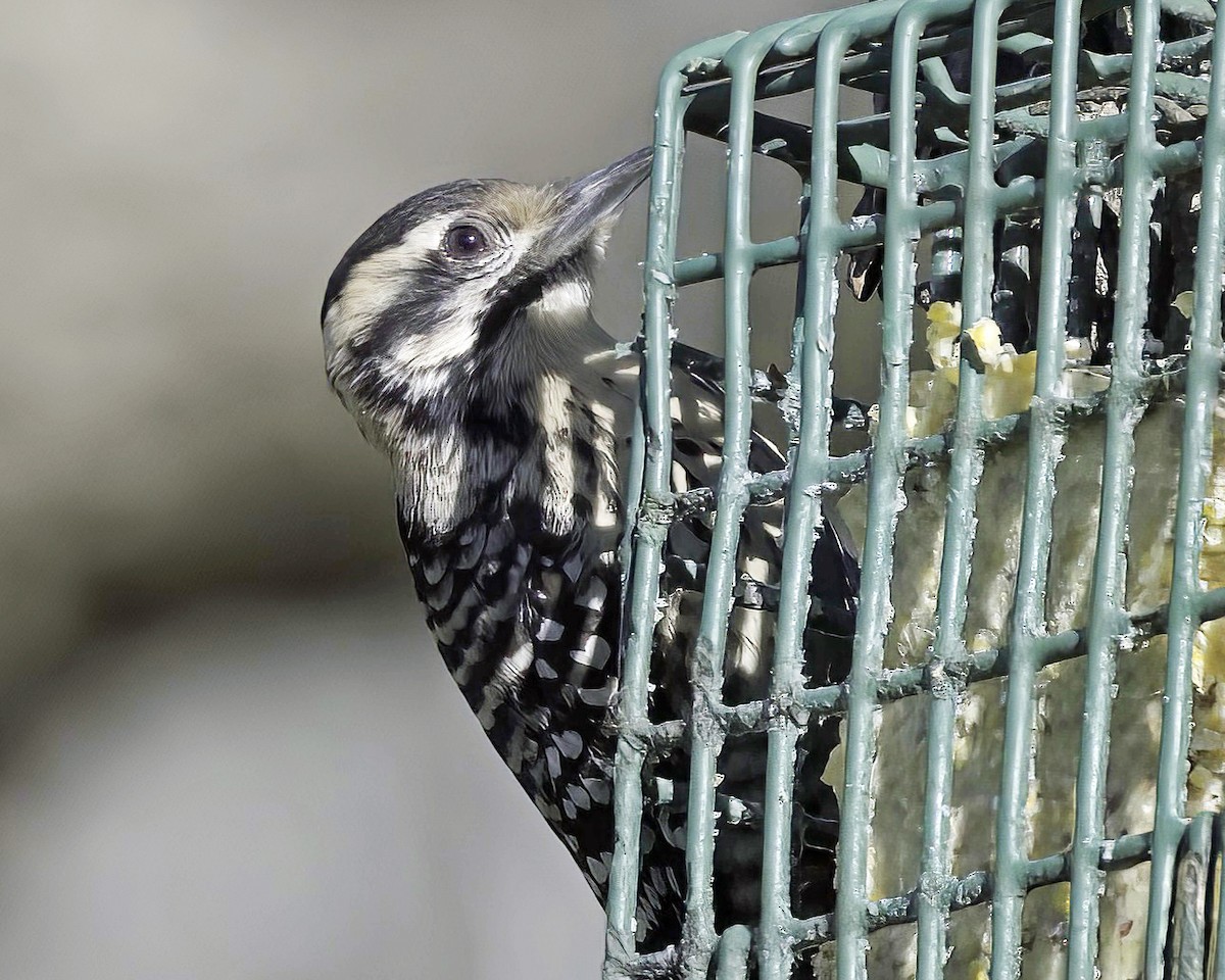 Ladder-backed Woodpecker - ML650716968