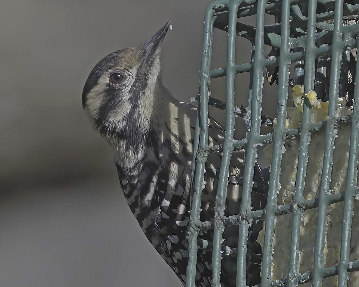 Ladder-backed Woodpecker - ML650716969