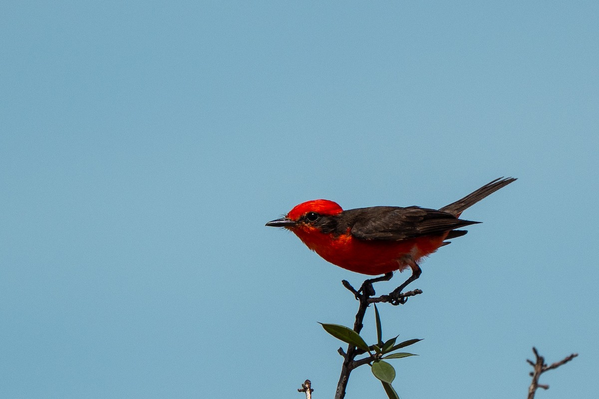 Vermilion Flycatcher - ML650717315