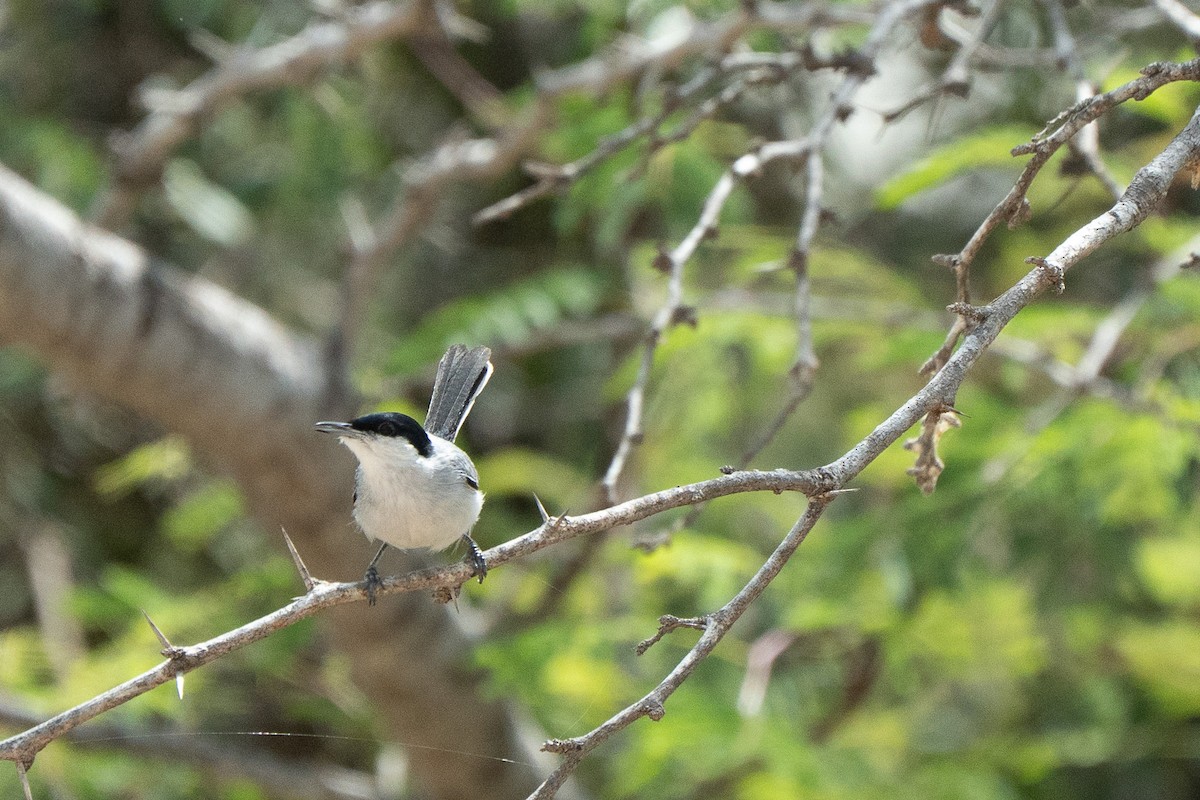 Tropical Gnatcatcher - ML650717411