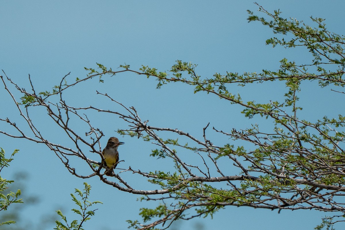 Brown-crested Flycatcher - ML650717440