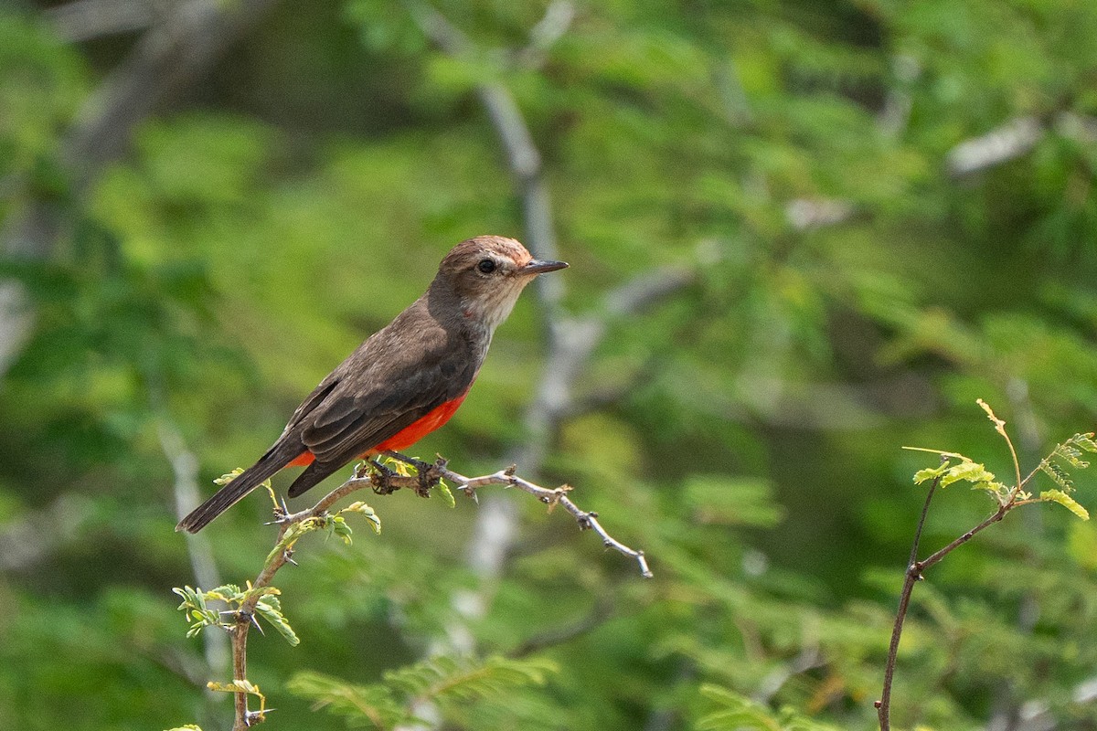 Vermilion Flycatcher - ML650717453