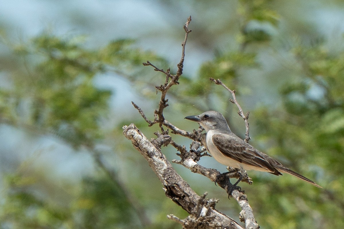 Gray Kingbird - ML650717473