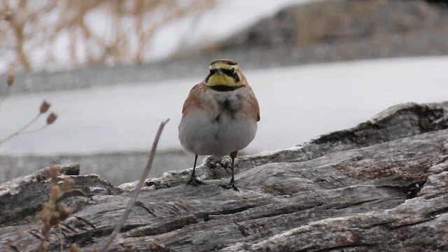 Horned Lark - ML650717485