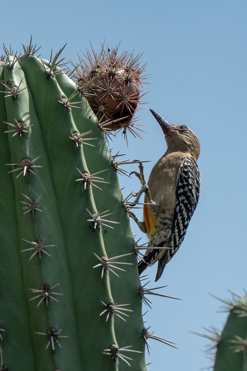 Red-crowned Woodpecker - ML650717512