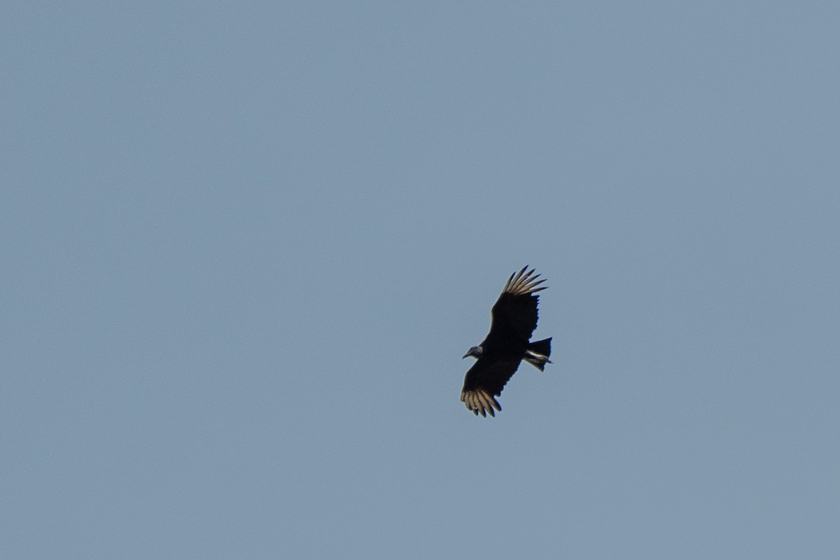 Black Vulture - ML650717537