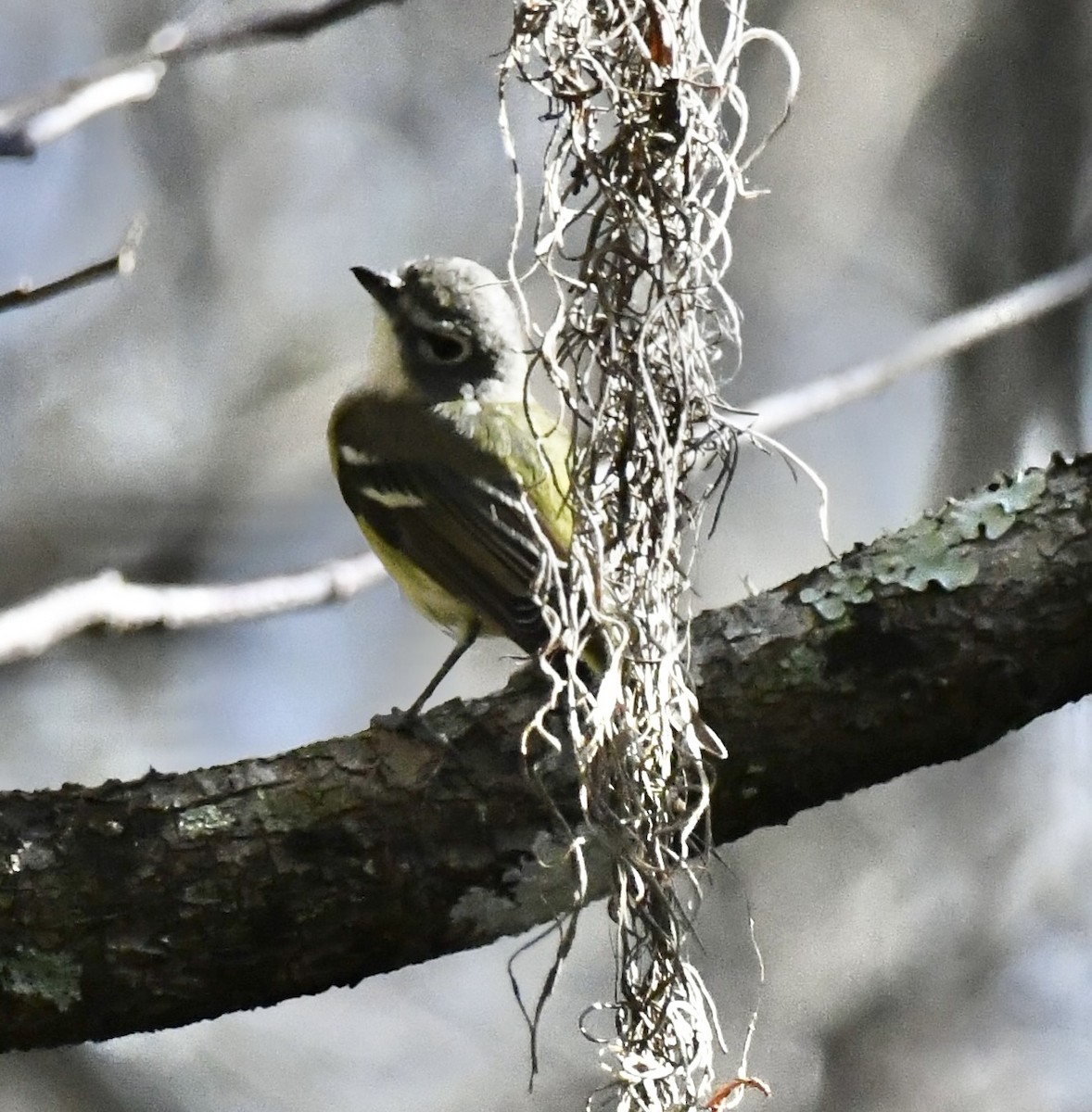 Blue-headed Vireo - ML650717658