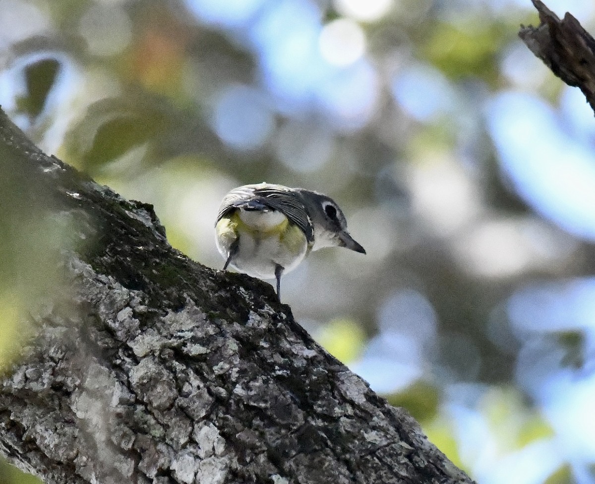 Blue-headed Vireo - ML650717659