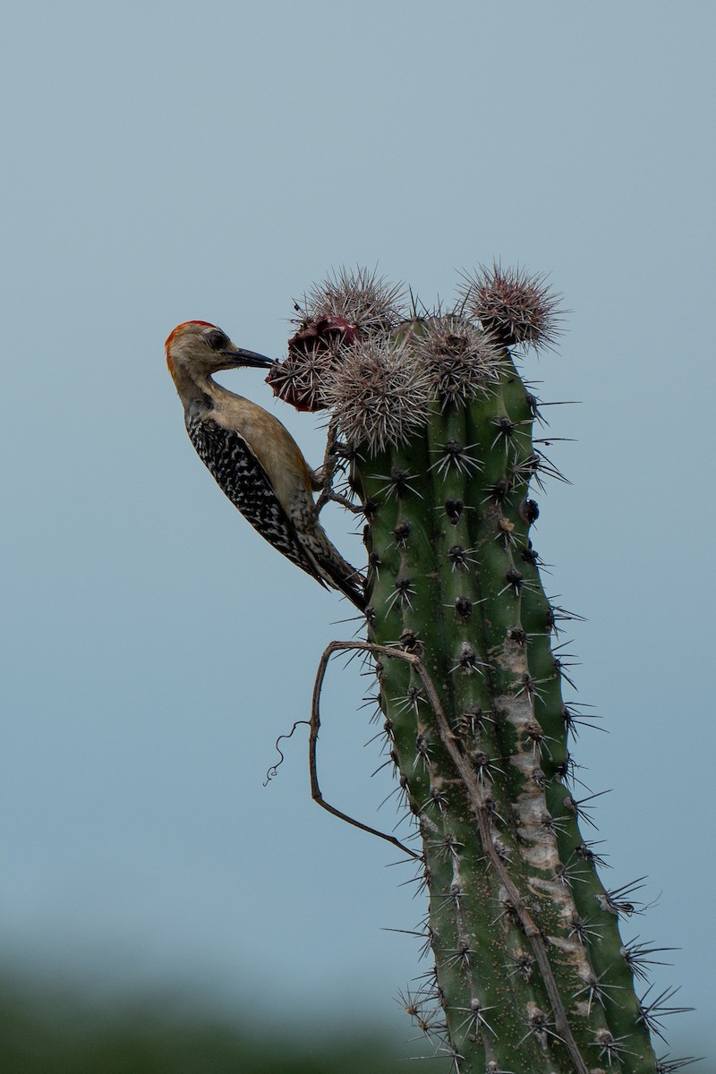 Red-crowned Woodpecker - ML650717693