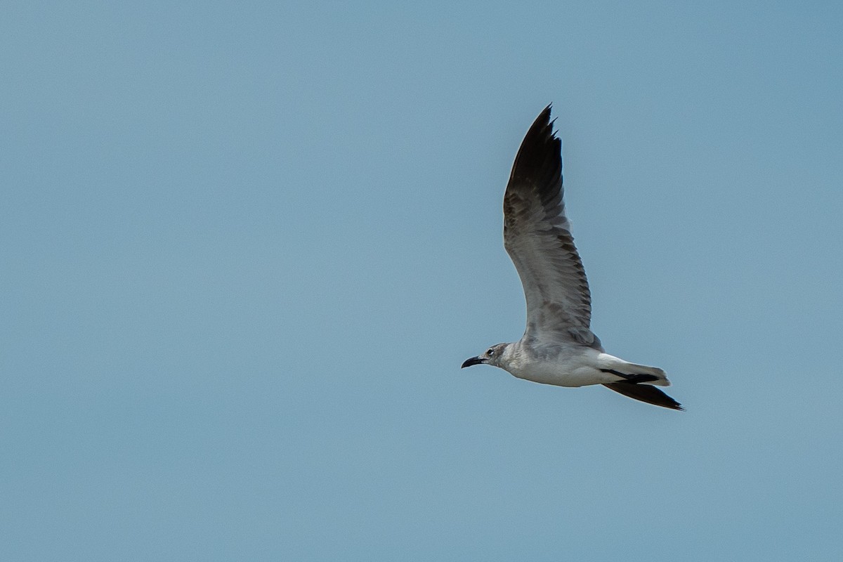 Laughing Gull - ML650717818