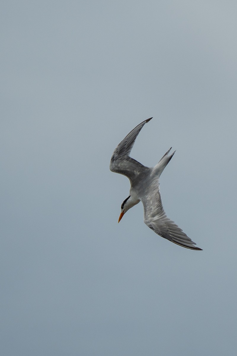 Royal Tern - ML650717825