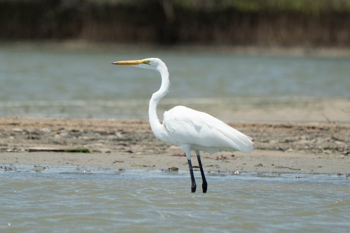 Great Egret - ML650717837