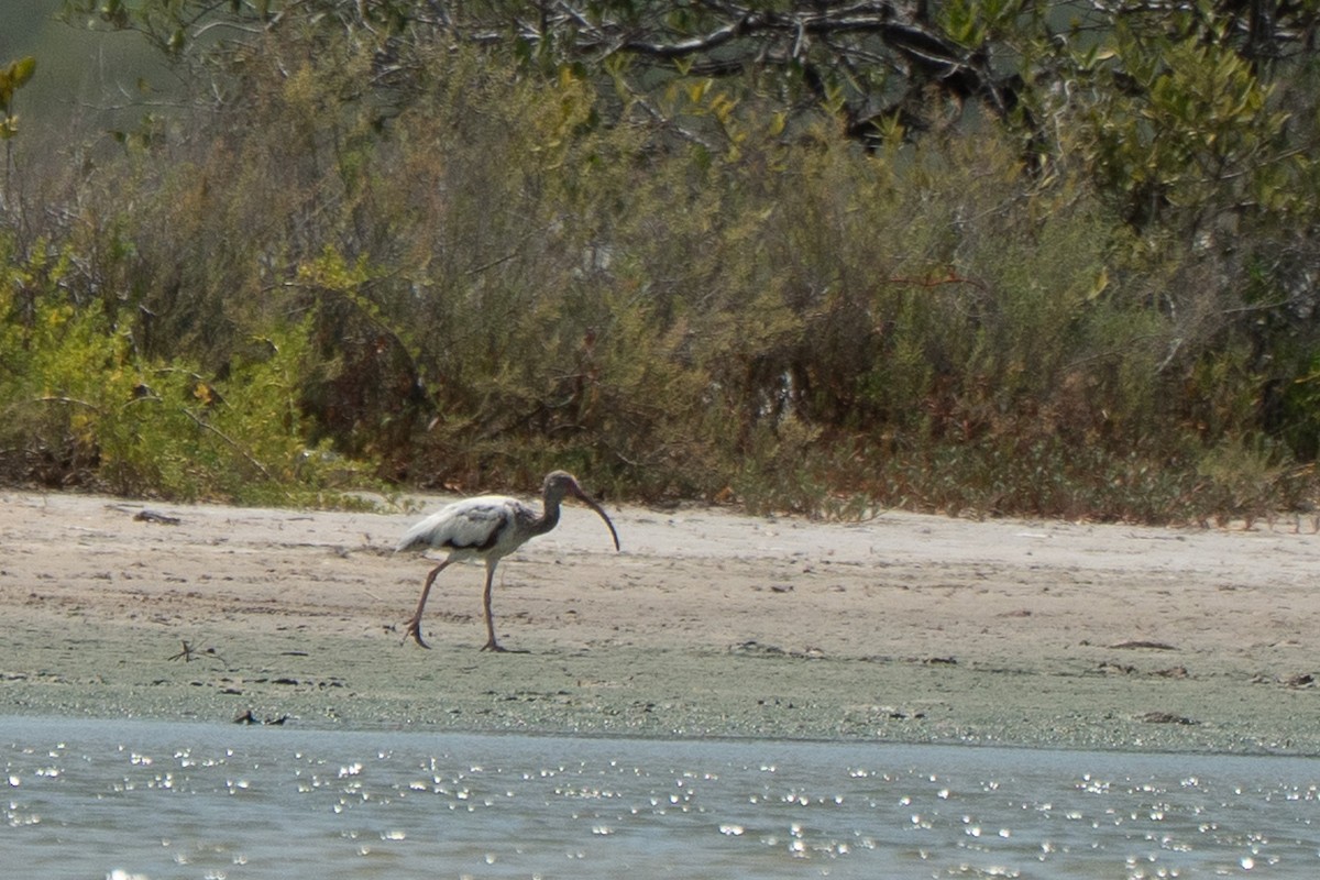 White Ibis - ML650717849