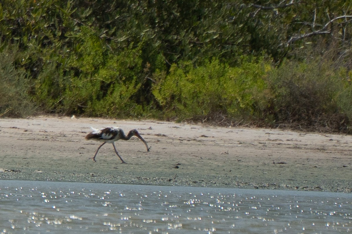 White Ibis - ML650717854