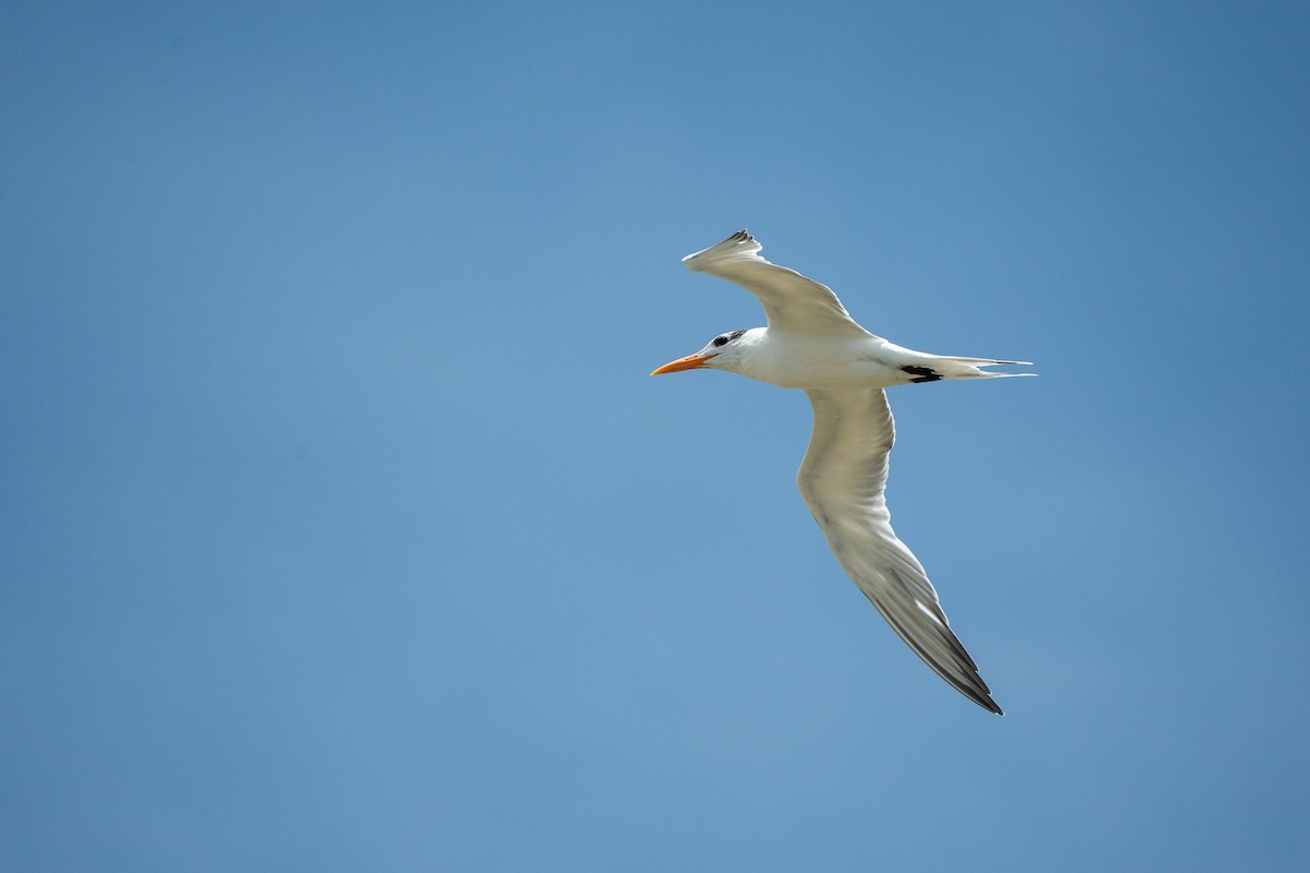 Royal Tern - ML650717857