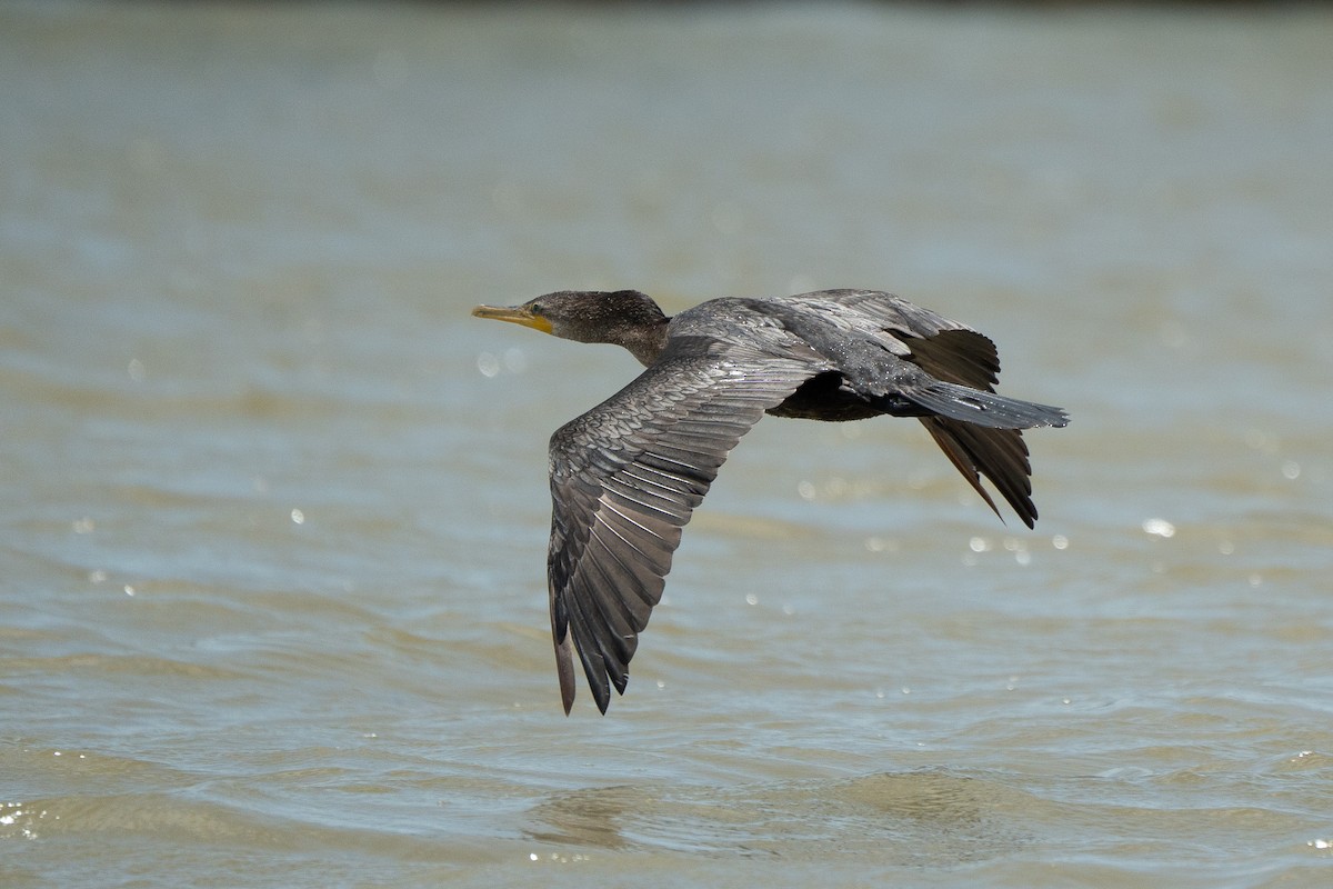 Neotropic Cormorant - ML650717867