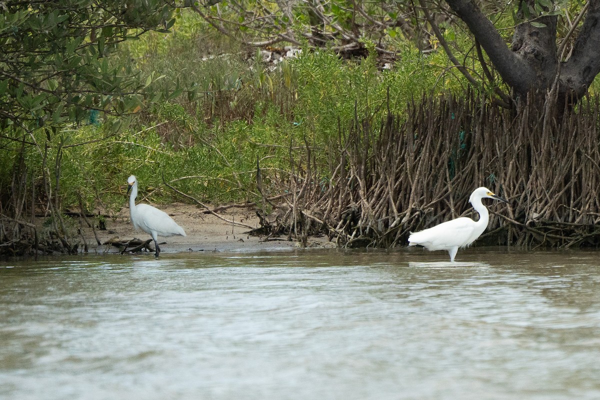 Snowy Egret - ML650717875
