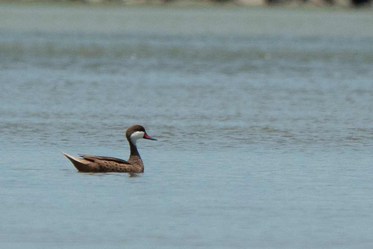 White-cheeked Pintail - ML650717890