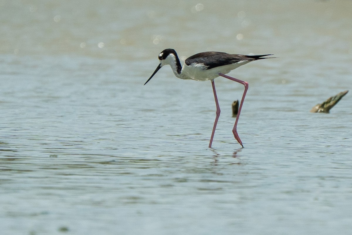 Black-necked Stilt (Black-necked) - ML650717894