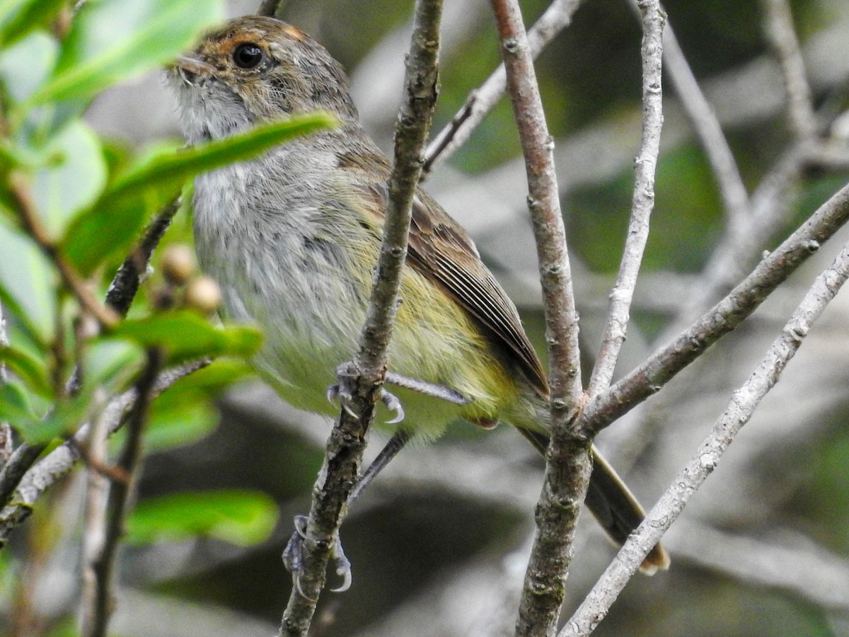 Fulvous-crowned Scrub-Tyrant - ML650717897