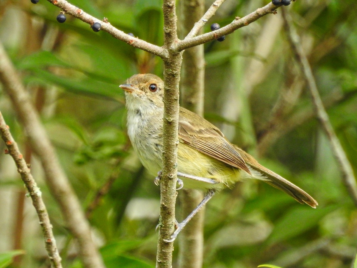 Fulvous-crowned Scrub-Tyrant - ML650717906