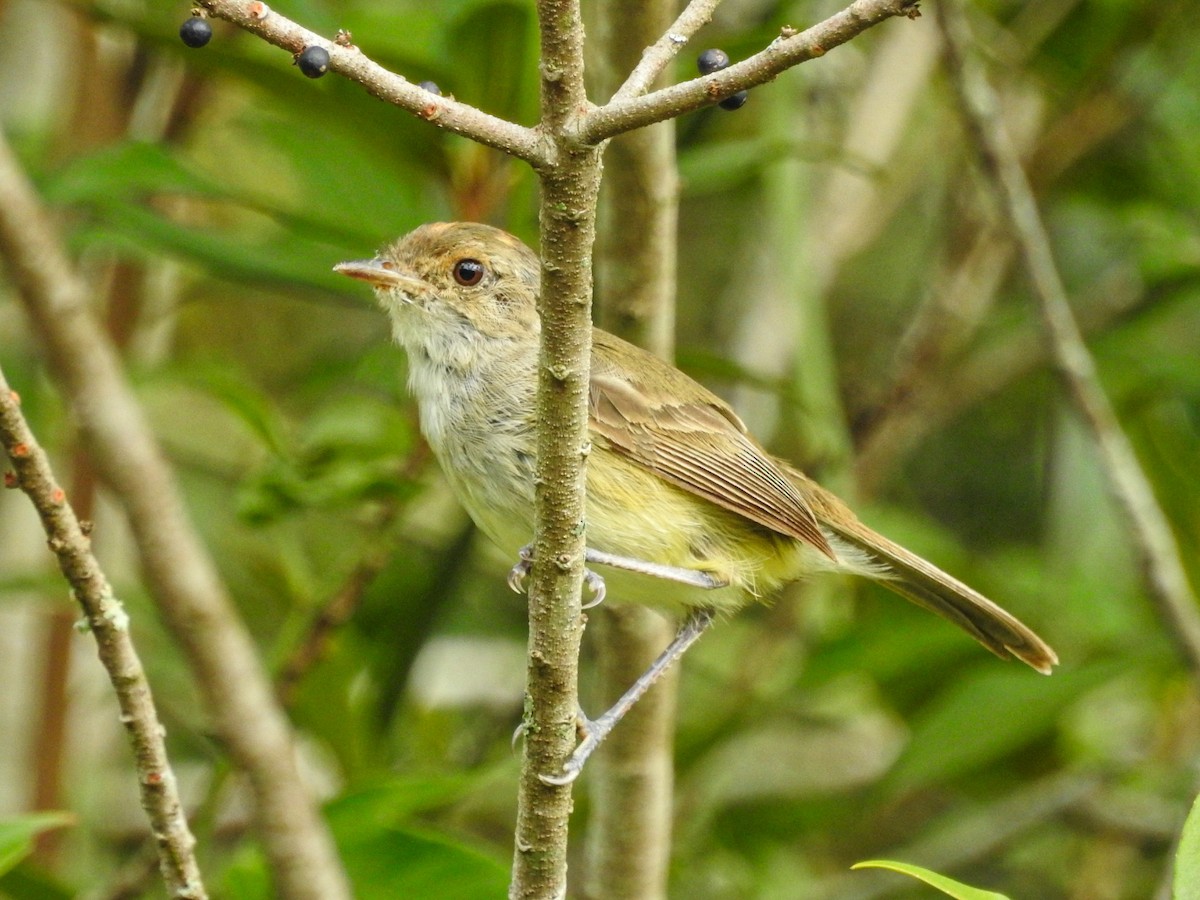 Fulvous-crowned Scrub-Tyrant - ML650717908