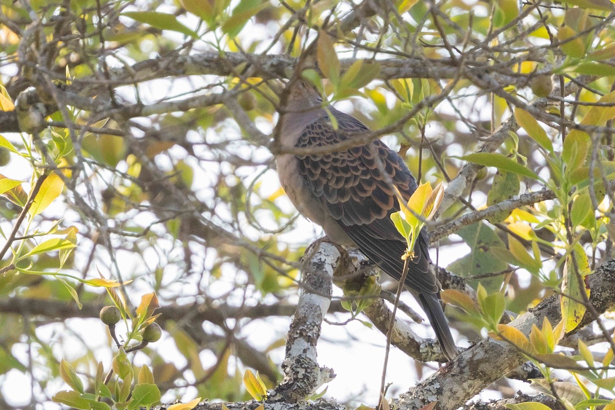 Горлиця велика - ML650717911