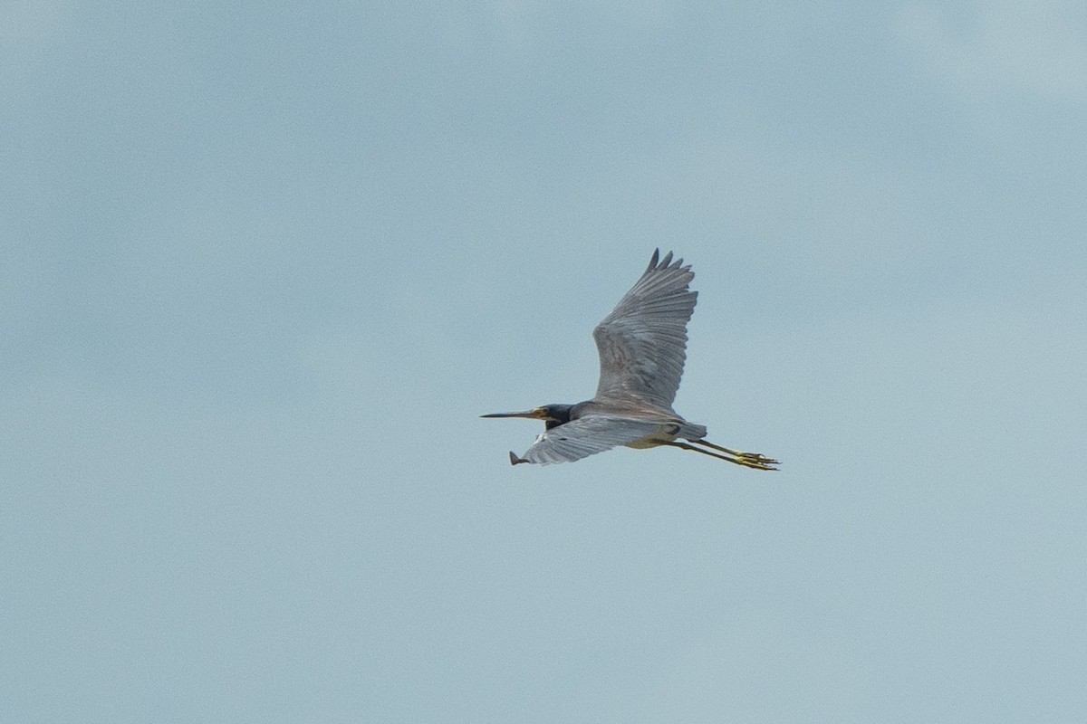 Tricolored Heron - ML650717967