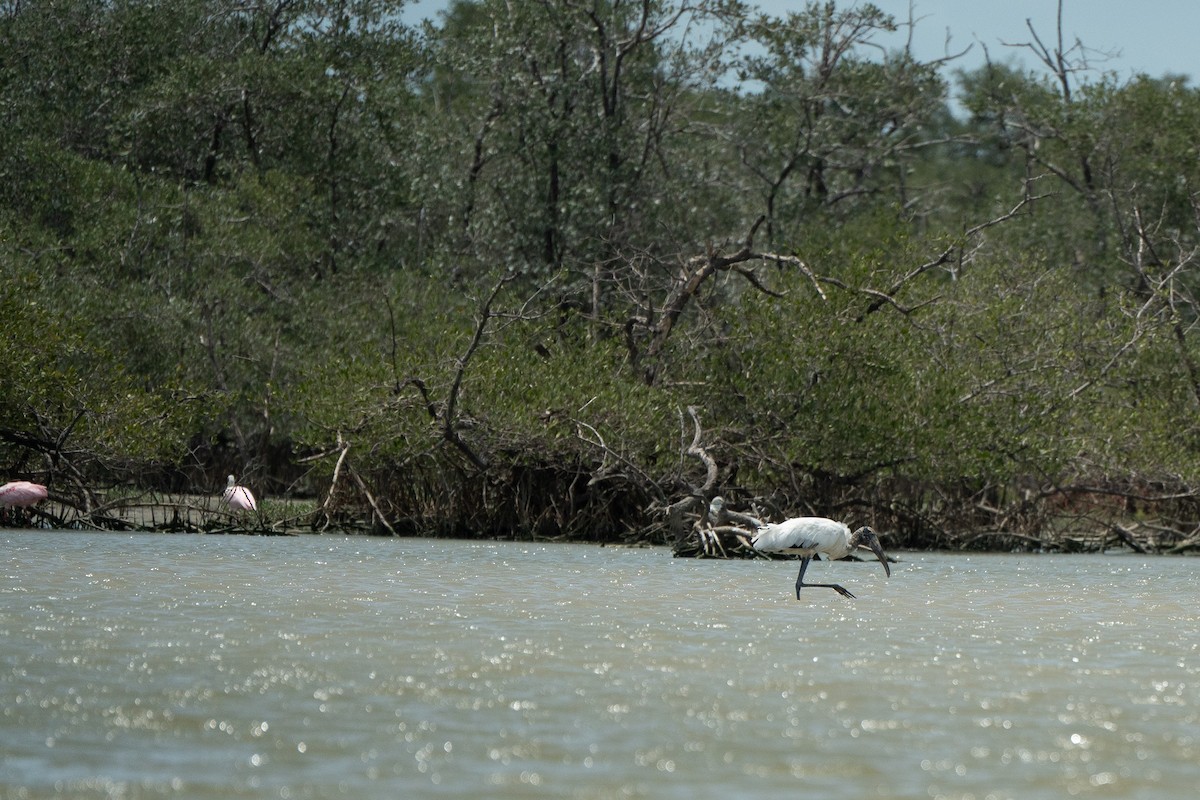 Wood Stork - ML650717985