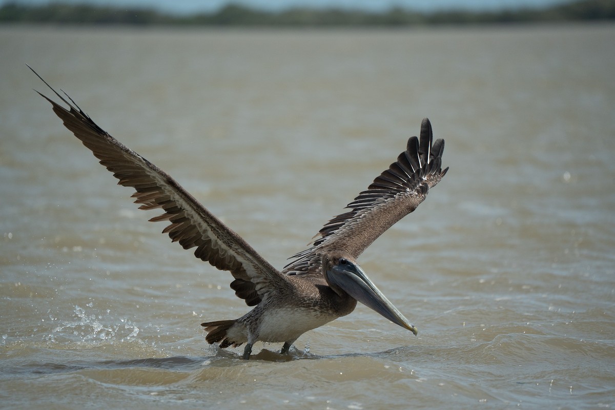 Brown Pelican - ML650718008