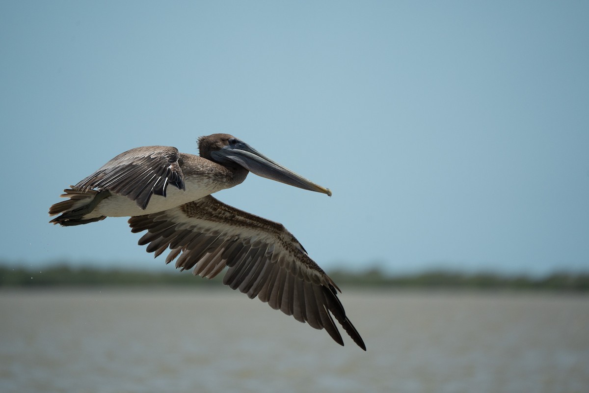 Brown Pelican - ML650718013