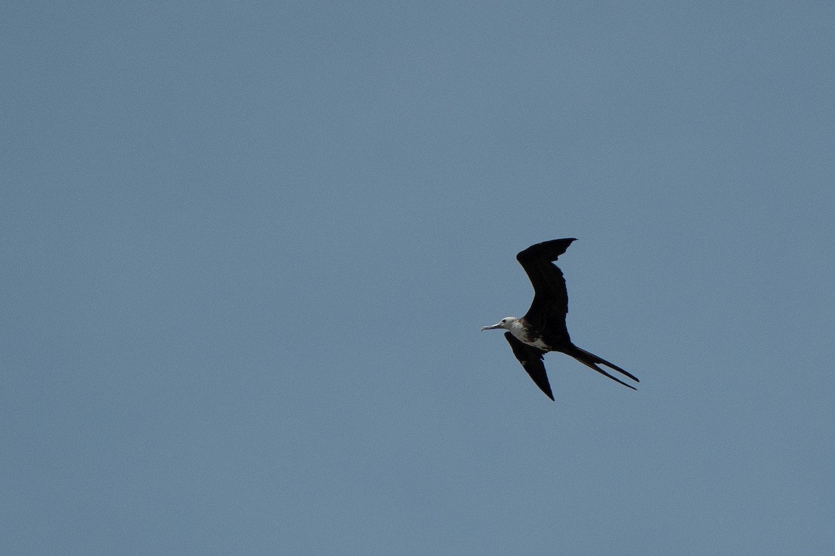 Magnificent Frigatebird - ML650718047