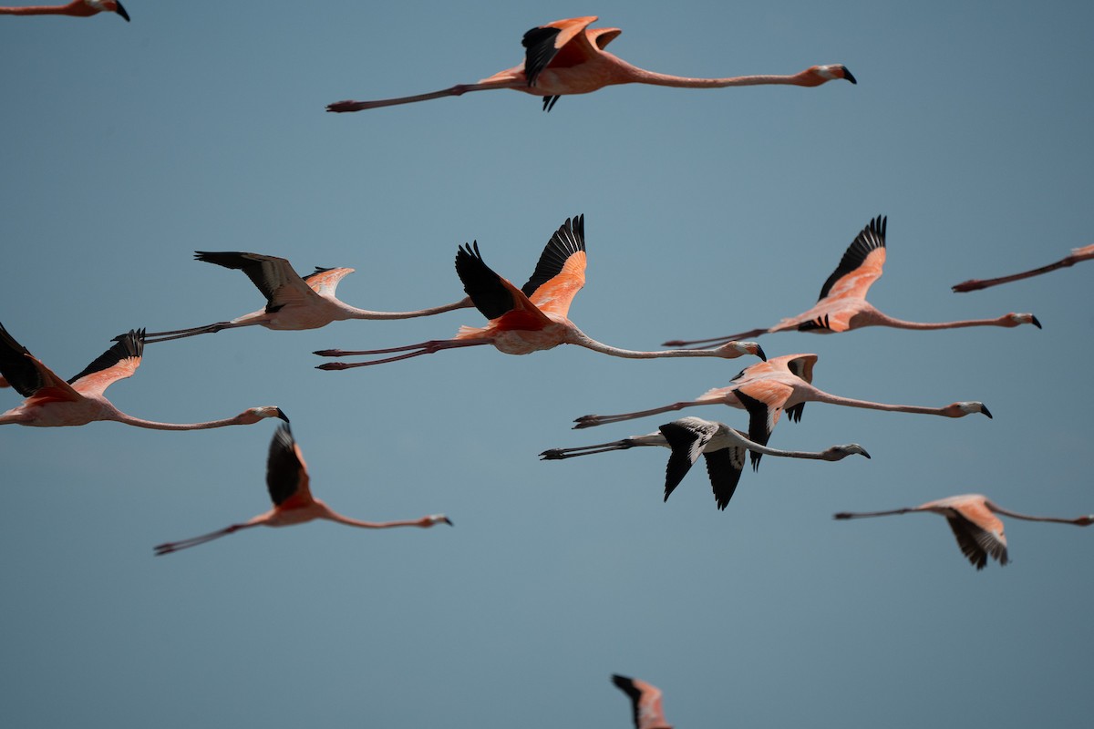 American Flamingo - ML650718055