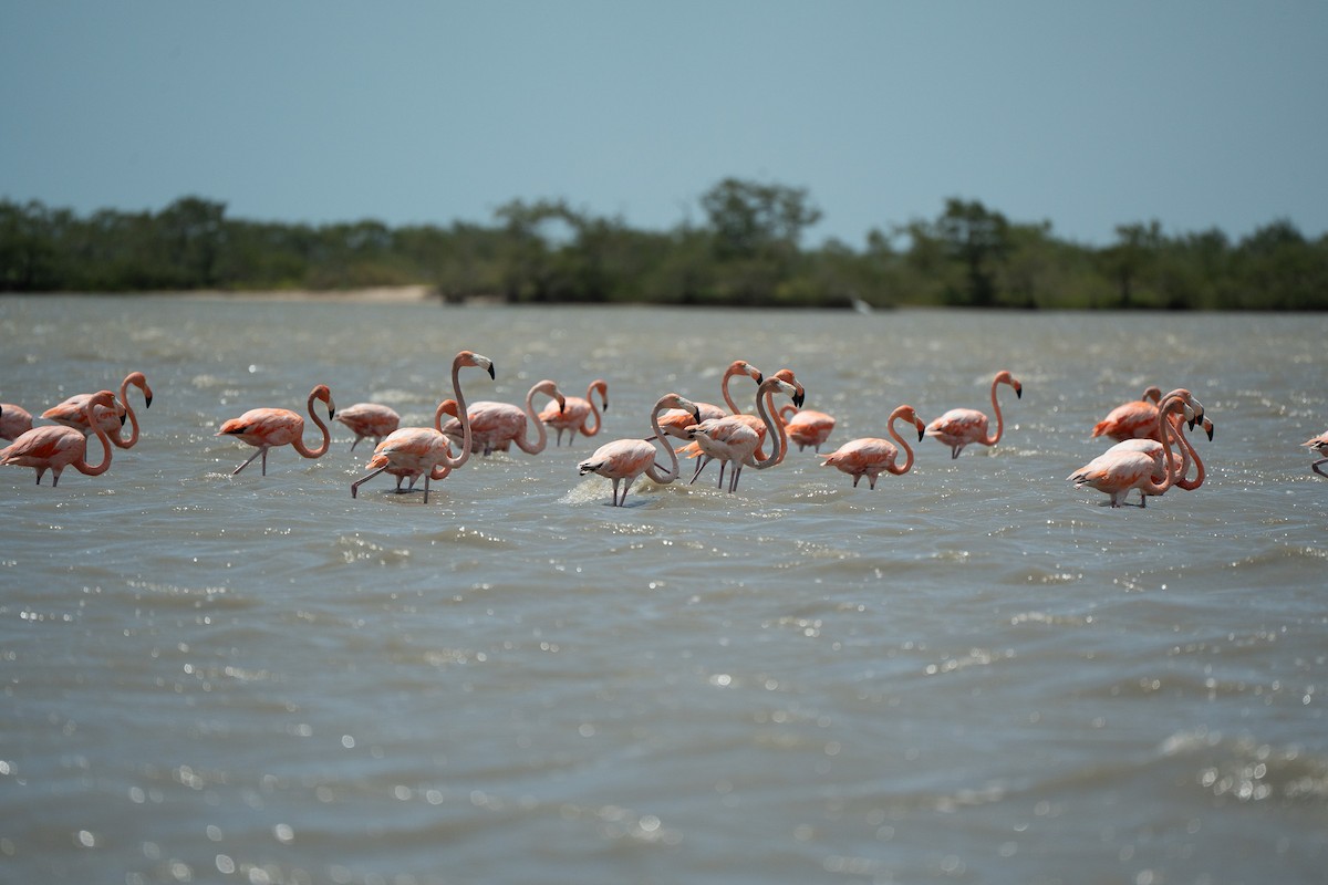 American Flamingo - ML650718060