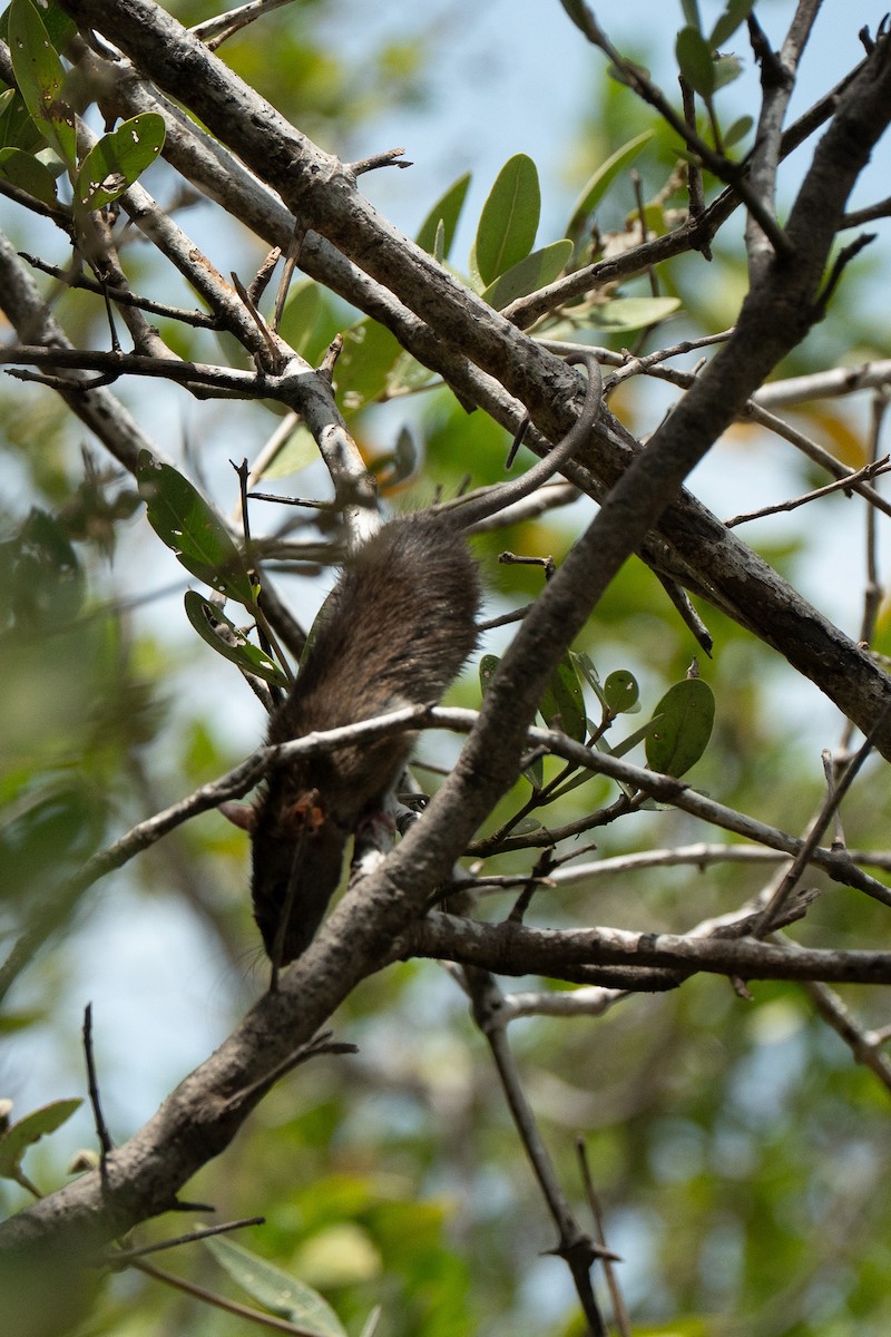 大家鼠屬 - ML650718065