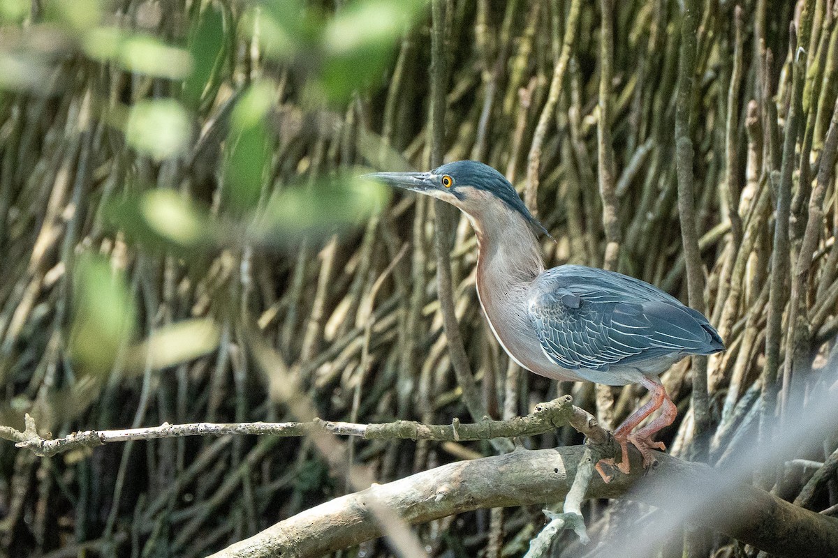 Striated Heron - ML650718077