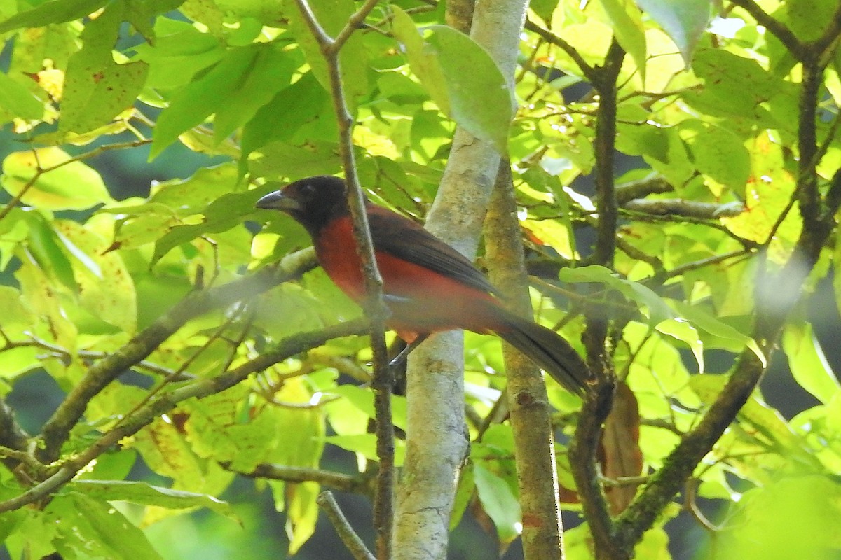 Crimson-backed Tanager - ML650718091