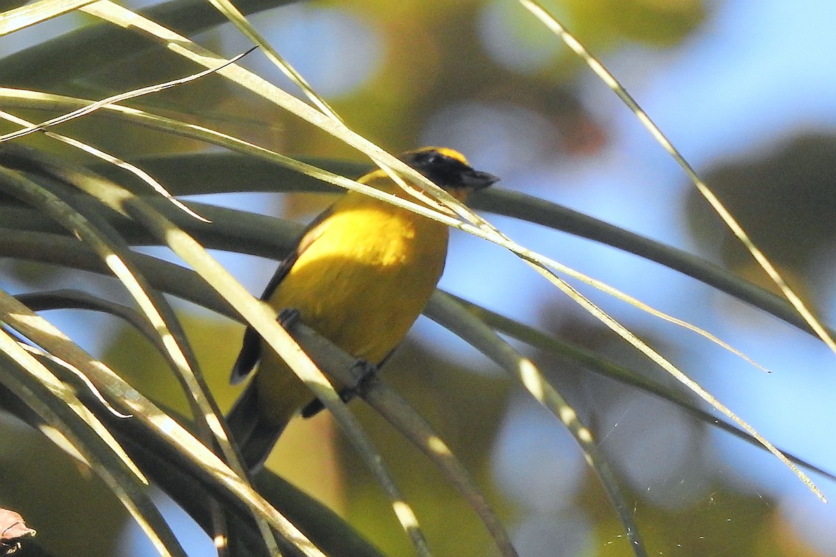 Thick-billed Euphonia - ML650718112