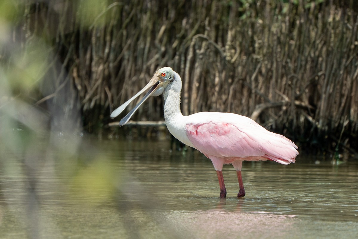 Roseate Spoonbill - ML650718120