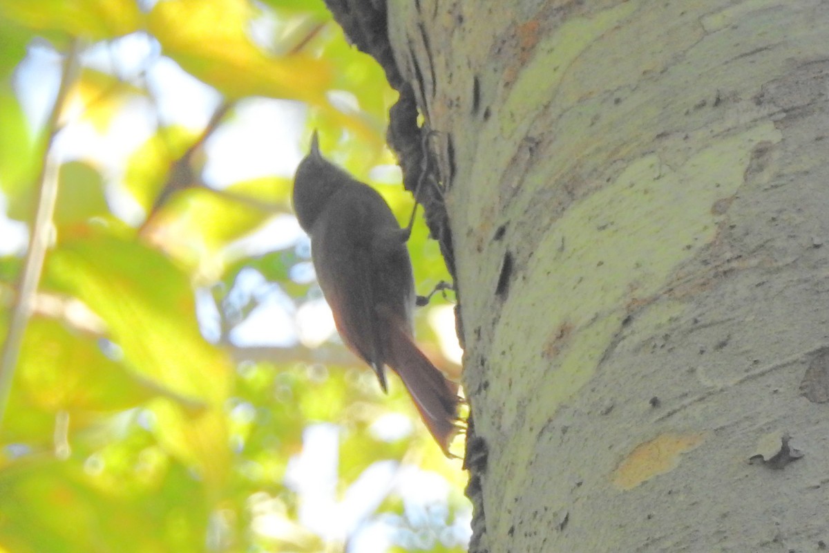 Olivaceous Woodcreeper - ML650718121