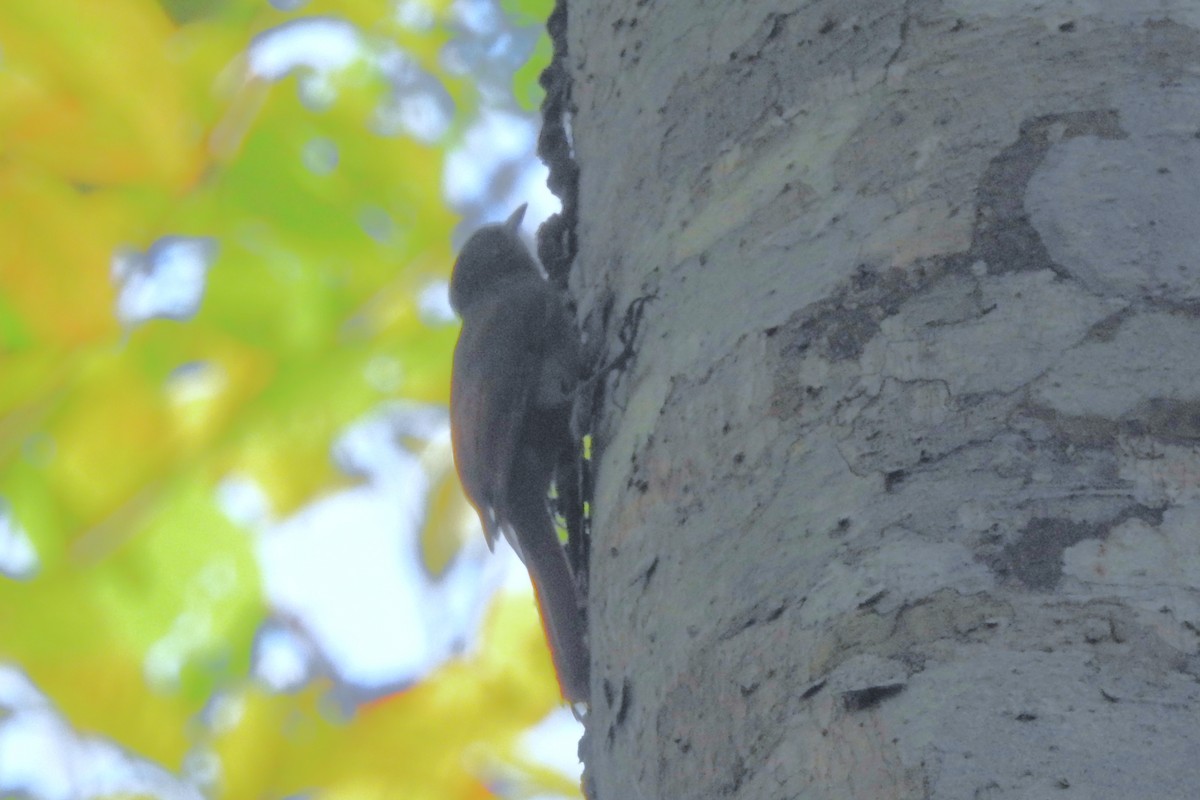 Olivaceous Woodcreeper - ML650718122