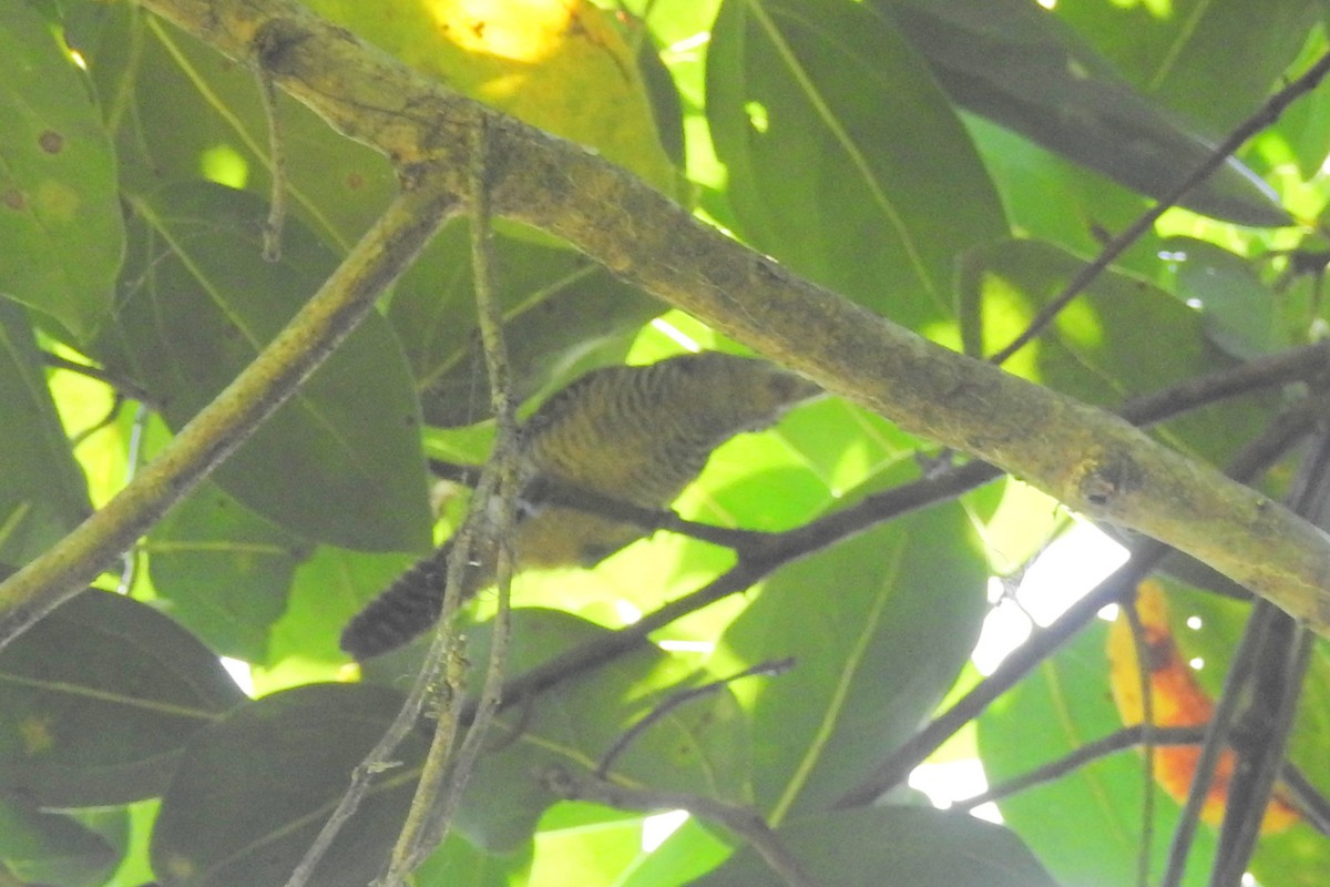 Fasciated Antshrike - ML650718134