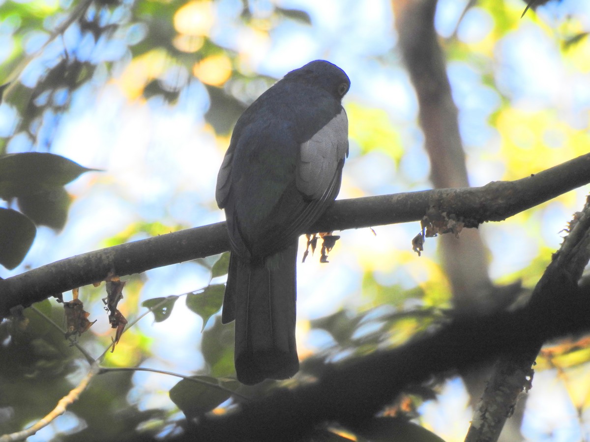 Slaty-tailed Trogon - ML650718148