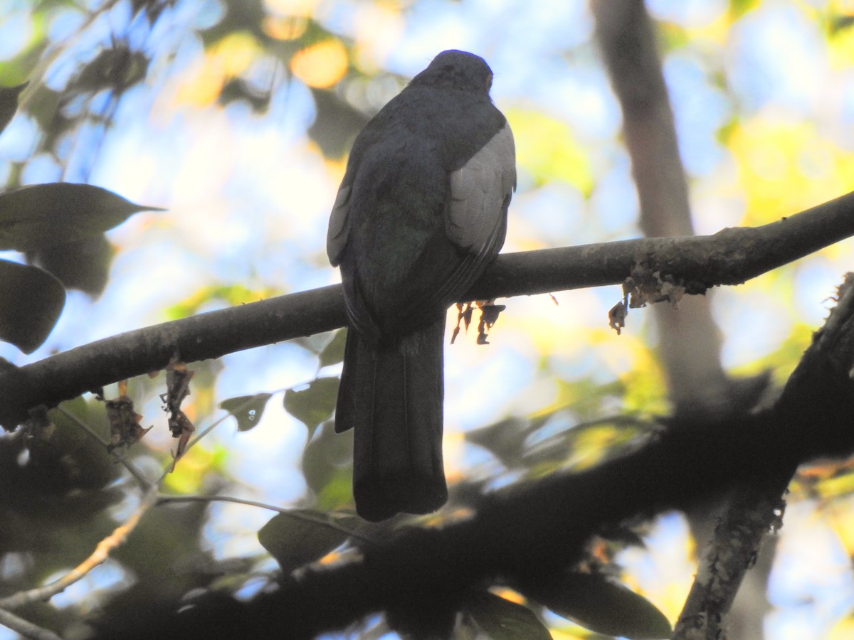 Slaty-tailed Trogon - ML650718149