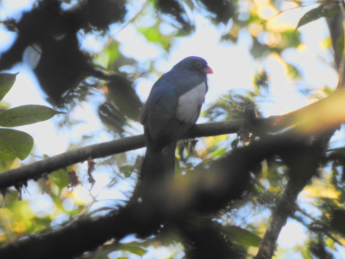 Slaty-tailed Trogon - ML650718150