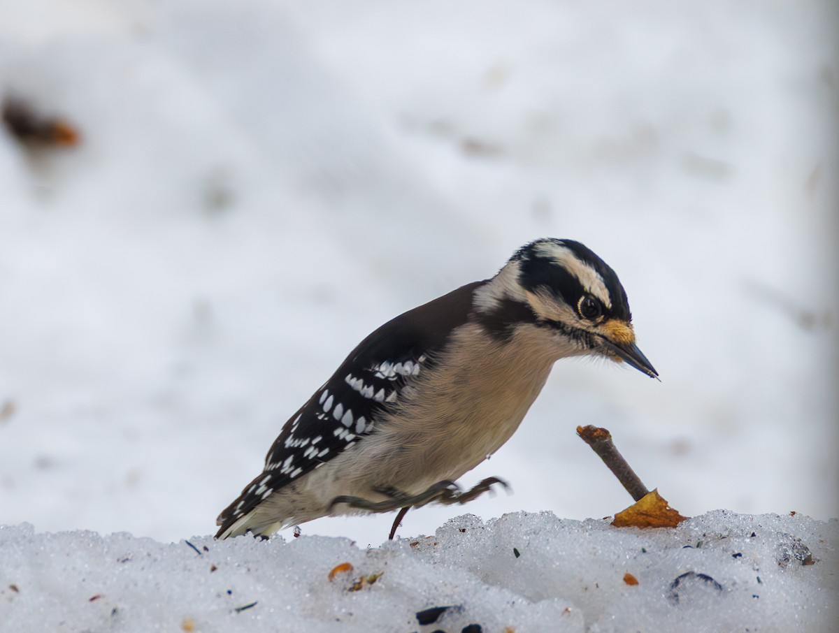 Downy Woodpecker - ML650718172