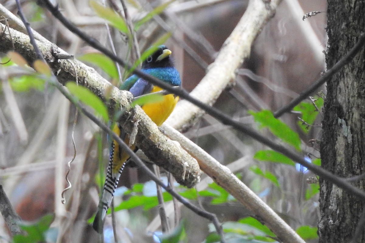 Graceful Black-throated Trogon - ML650718176