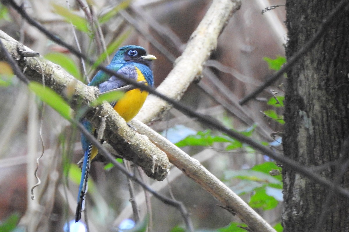 Graceful Black-throated Trogon - ML650718177